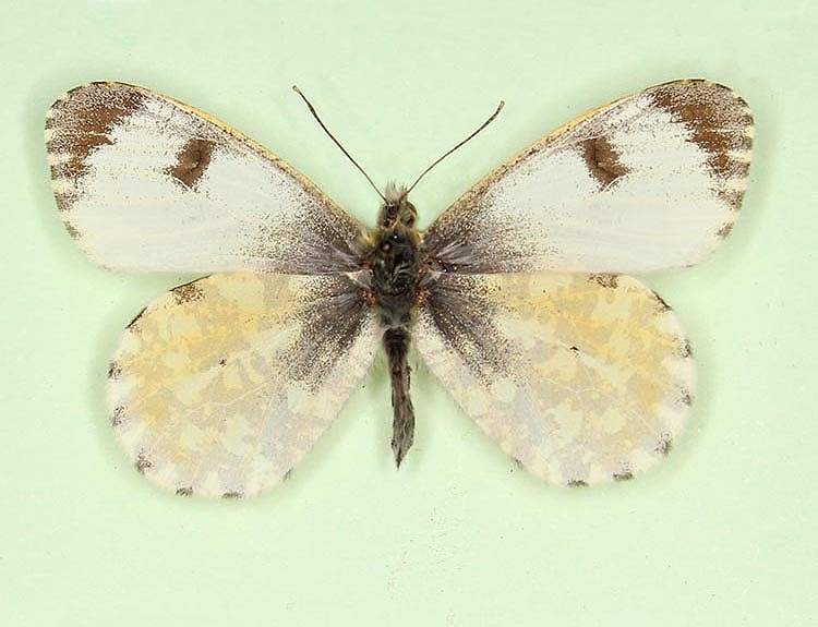 Anthocharis cardamines female (aberrant form qudri) (Internet Image property of respective owner, non-commercial use only)